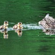 Illustration for article titled Duck Tales